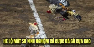 Hé lộ một số kinh nghiệm cá cược đá gà cựa dao trực tuyến